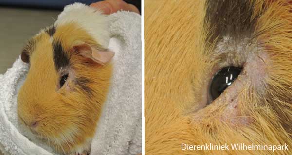 Cavia schurftmijt rondom het oog